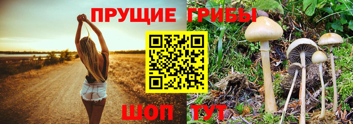 Галлюциногенные грибы Psilocybine cubensis Губкин
